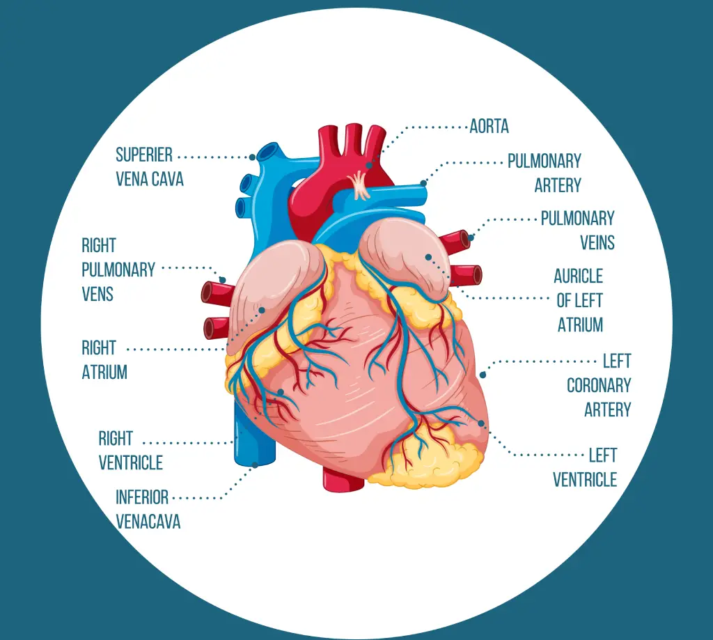 Treadmill for Heart and Muscles